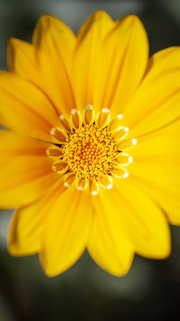 Yellow flower wallpaper