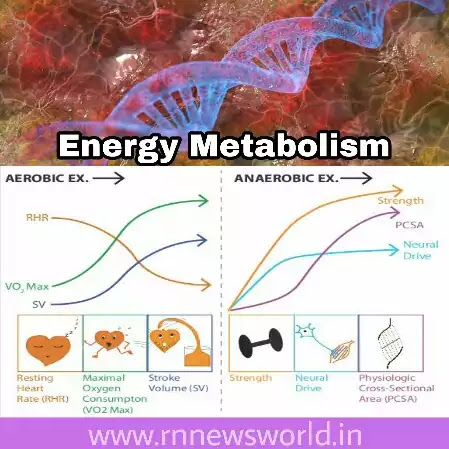 Energy-metabolism-of-molecular-cell-aerobic-and-anaerobic