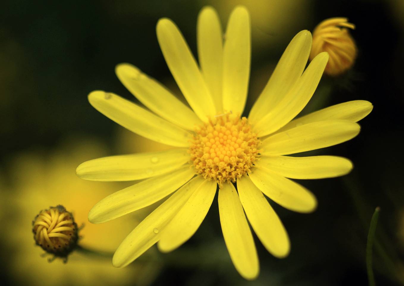 what is the national flower of Kuwait