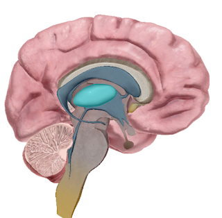 TN giải phẫu Chương Giải phẫu thần kinh
