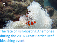 https://sciencythoughts.blogspot.com/2017/12/the-fate-of-fish-hosting-anemones.html