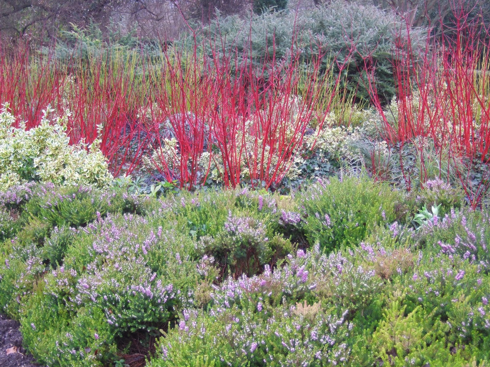 TRAVEL IN A GARDEN Winter Gardens or Gardens in Winter?