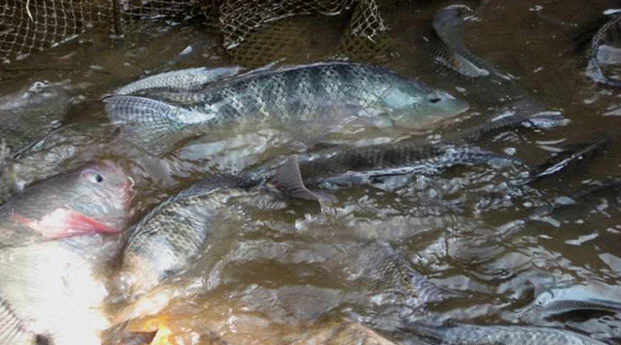 Jika Ingin Meningkatkan Hasil Budidaya Ikan Nila Maka Kamu Harus Mempersiapkan Ini Budidaya Kita