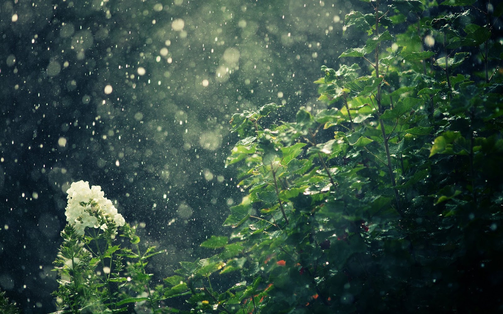 1440X2560 Rain Wallpapers  Top Những Hình Ảnh Đẹp