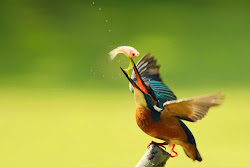 kingfisher walpepar bird resolution desktop fill save right which