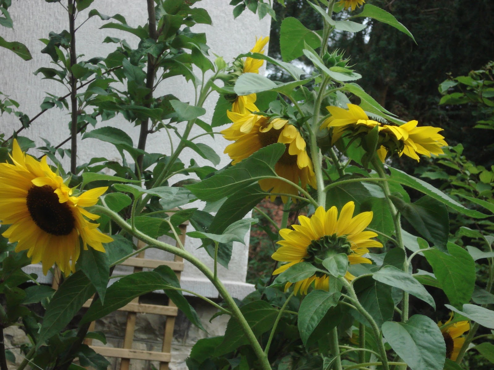 Sonnenblumen im Garten