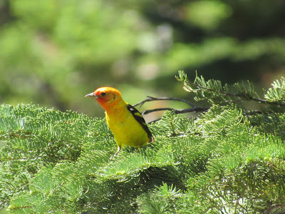 northern california birding photography blog