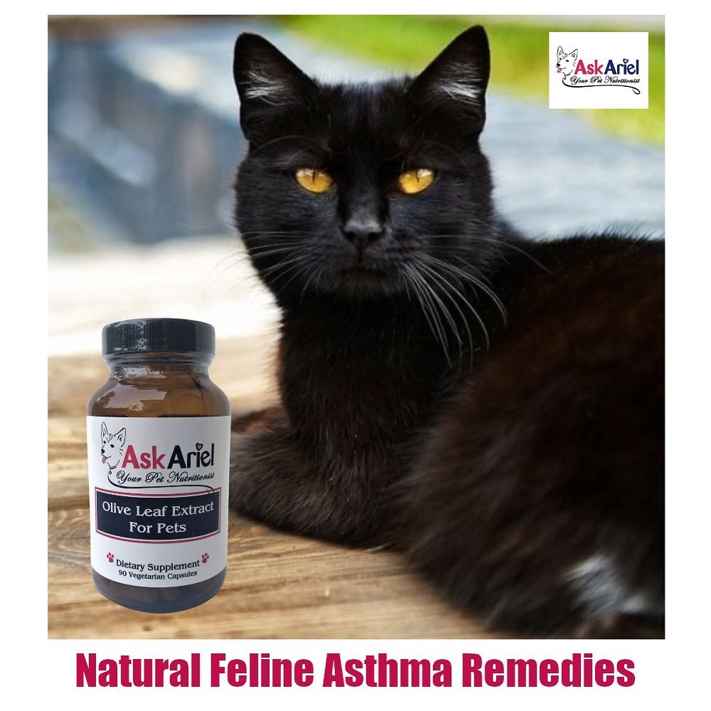 Olive Leaf Extract For Feline Asthma Holistic Vet and Pet Nutrition