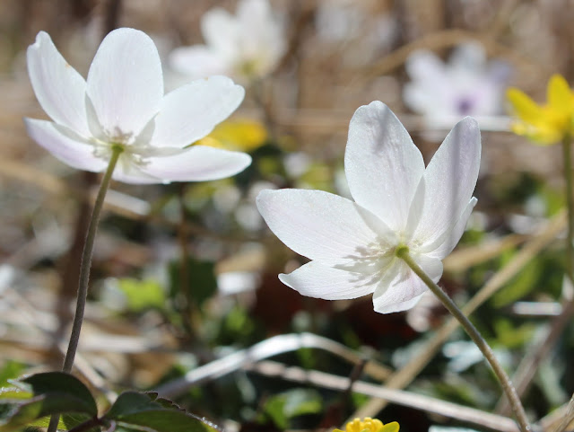 Anemoner