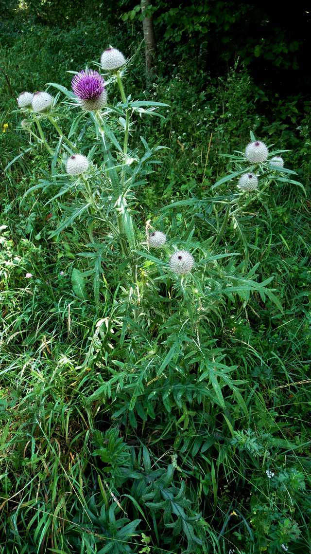 r o b i n 's y a r d Cirsium eriophorum