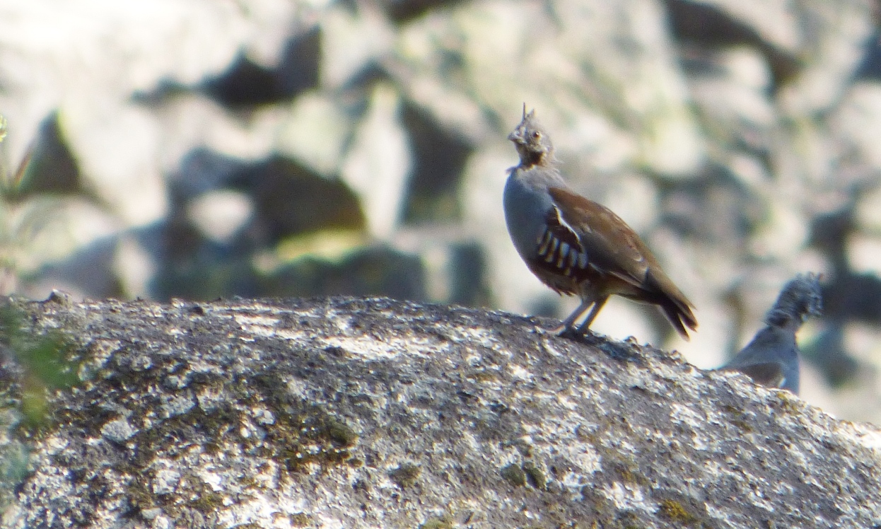 Geotripper's California Birds: Mountain Quail at Columns of the Giants