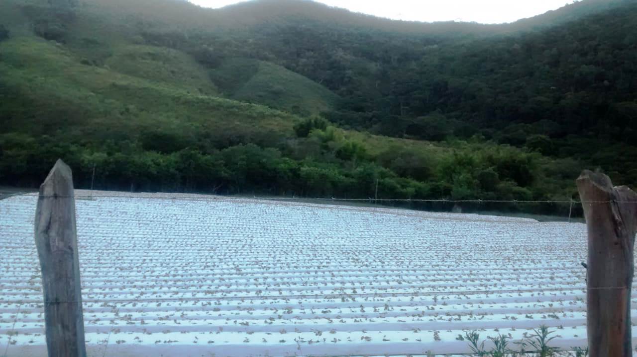 Minas Gerais é o maior produtor de morangos do Brasil Conheça Minas Minas Gerais é o maior produtor de morangos do Brasil Conheça Minas