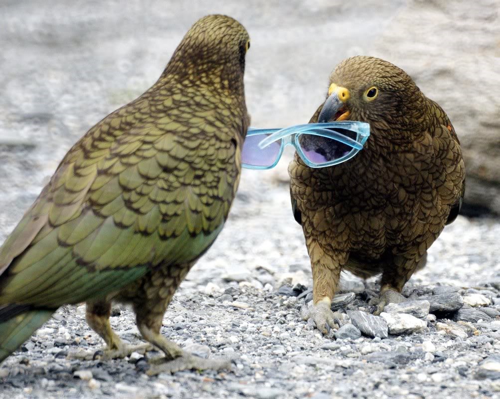 Попугай хищник. Новозеландский попугай Кеа. Хищный попугай Кеа. Попугай Кеа новая Зеландия.