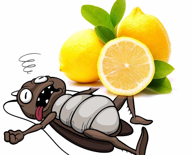 Top 5 Easy Tips How To Get Rid Of Cockroaches