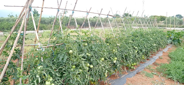Tutorado tomateras cabaña india