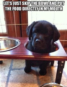 black lab puppy, puppy in food bowl, skip bowl put directly in my mouth, funny lab puppies, dog funnies