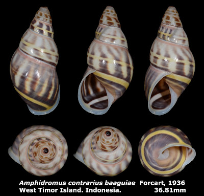 Amphidromus contrarius baaguiae 36.81mm