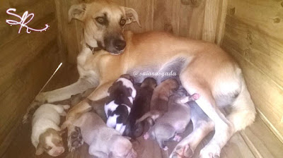 filhotes de cachorro mamando recem nascidos pequenos puppies puppy cub pup