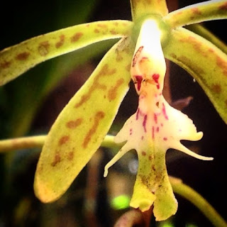 Una orquídea con forma de fantasma en Xilitla
