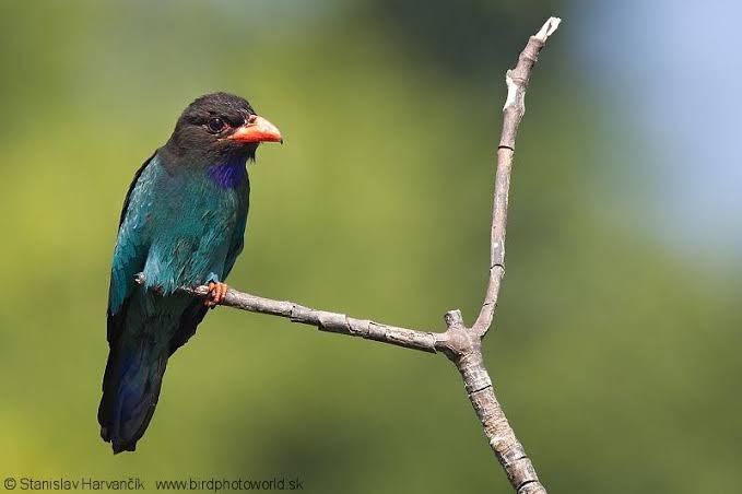 Download Suara Burung Tengkek Buto Gacor Untuk Masteran Pamankicau
