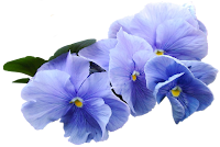 Hortênsia azul png