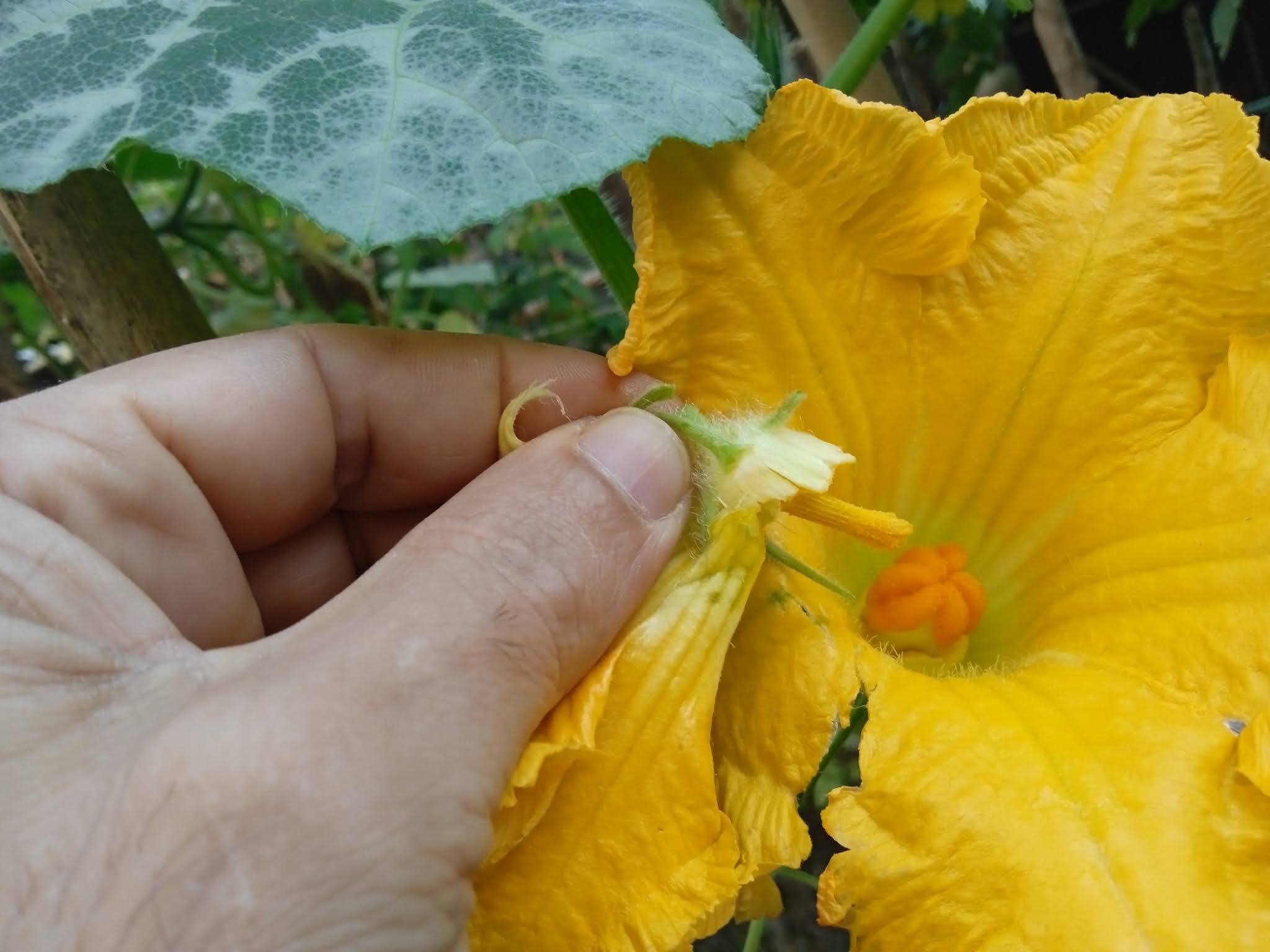 Hand Pollinating Squash Flowers