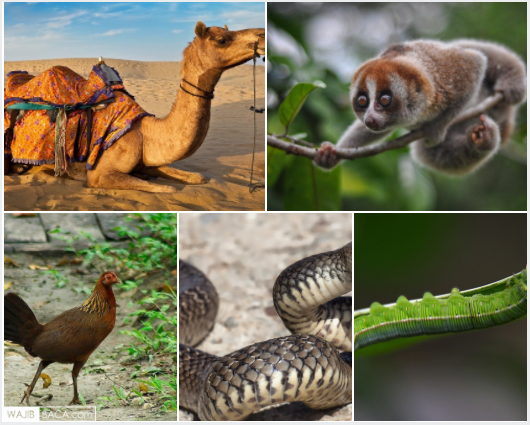 Ternyata, Lima Hewan Ini Juga Ikut Berpuasa 