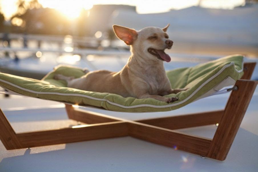 Dog Taking Sun Bathing