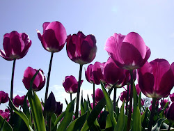 tulips purple flowers flower amazing tulip pink nice nature funny tulipanes very roses wallpapers tree realm violetz symbolizes royalty rs