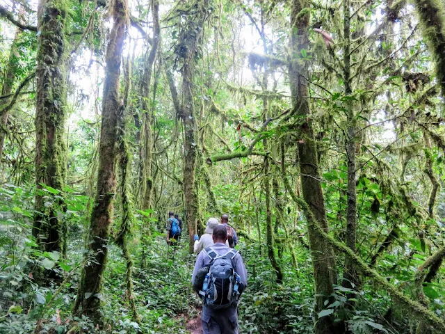 Tracking mountain gorillas in Bwindi Impenetrable Forest in Uganda to see the Nkuringo Family