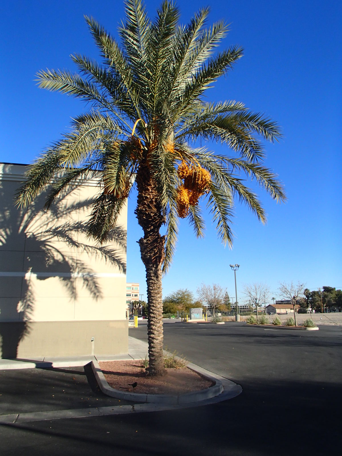 Xtremehorticulture of the Desert Messy Palm Trees are Females...Sometimes.