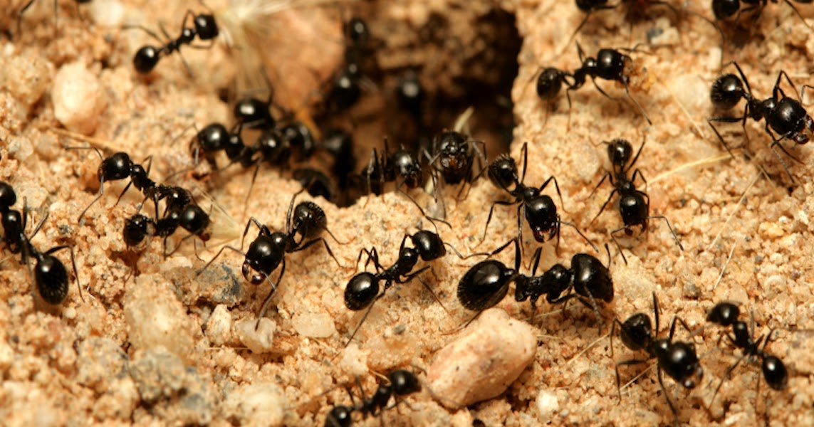 Karıncalar Ne Yer ? Karıncalar Neden Tek Sıra Halinde Yürür ?Karıncalar ...