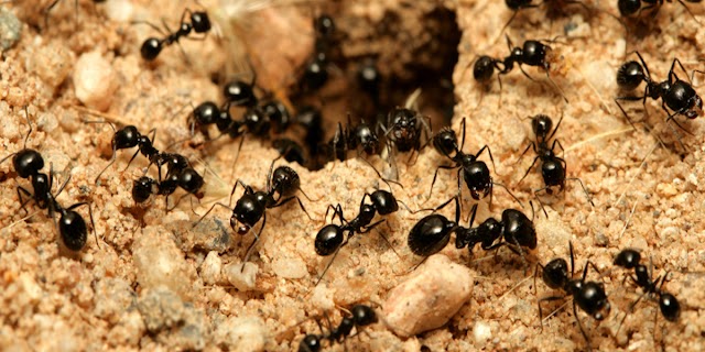 Karıncalar Ne Yer ? Karıncalar Neden Tek Sıra Halinde Yürür ?Karıncalar Hakkında Bilgi ?