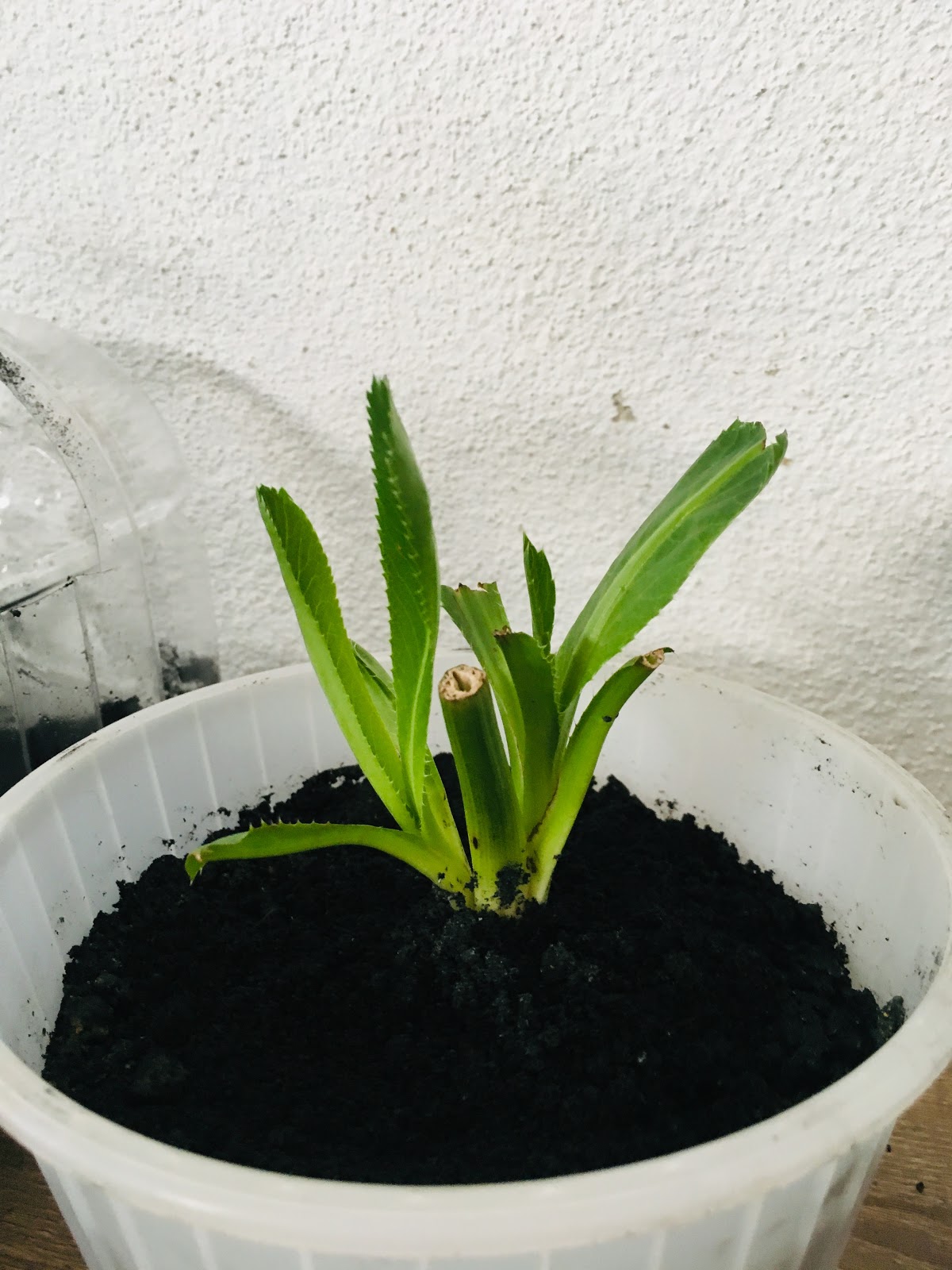 Gambar daun ketumbar Jawa yang sudah tumbuh daun baru