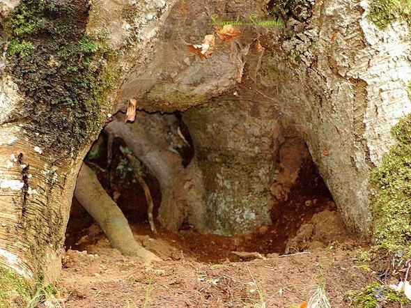 Tana tra le radici di un albero