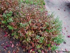 Au Bord Du Ruisseau Spiraea Thunbergii Fujino Pink