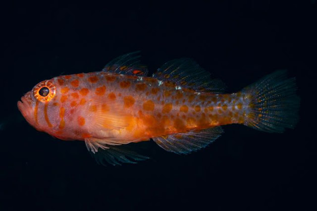 Reef Fish (Trimma Putrai)