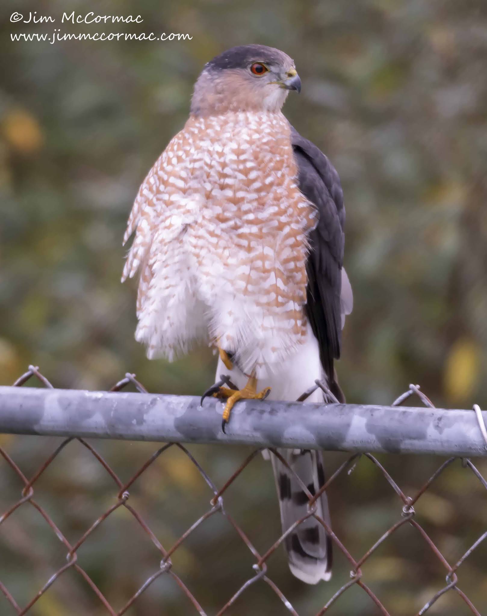 Ohio Birds and Biodiversity Cooper's Hawk