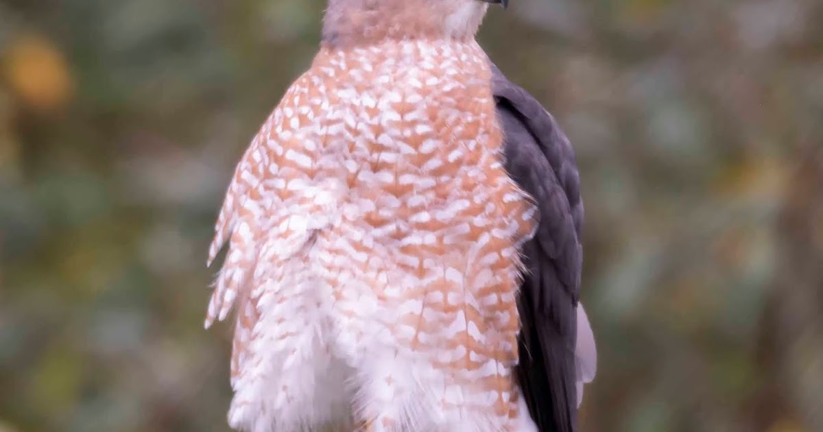 Ohio Birds and Biodiversity Cooper's Hawk