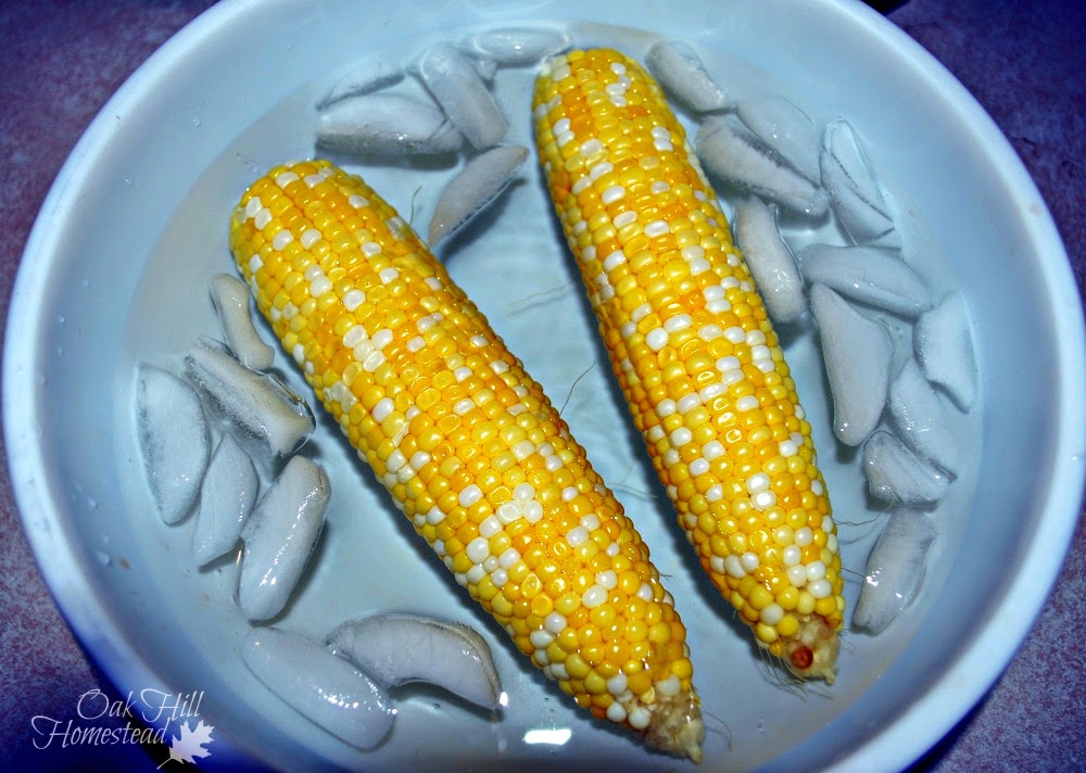 How to Freeze Fresh Corn on the Cob Oak Hill Homestead