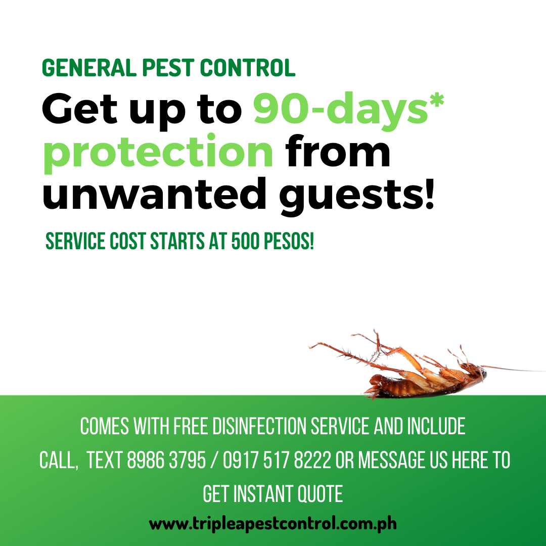 Pest Control for Businesses in the Philippines Triple A Pest