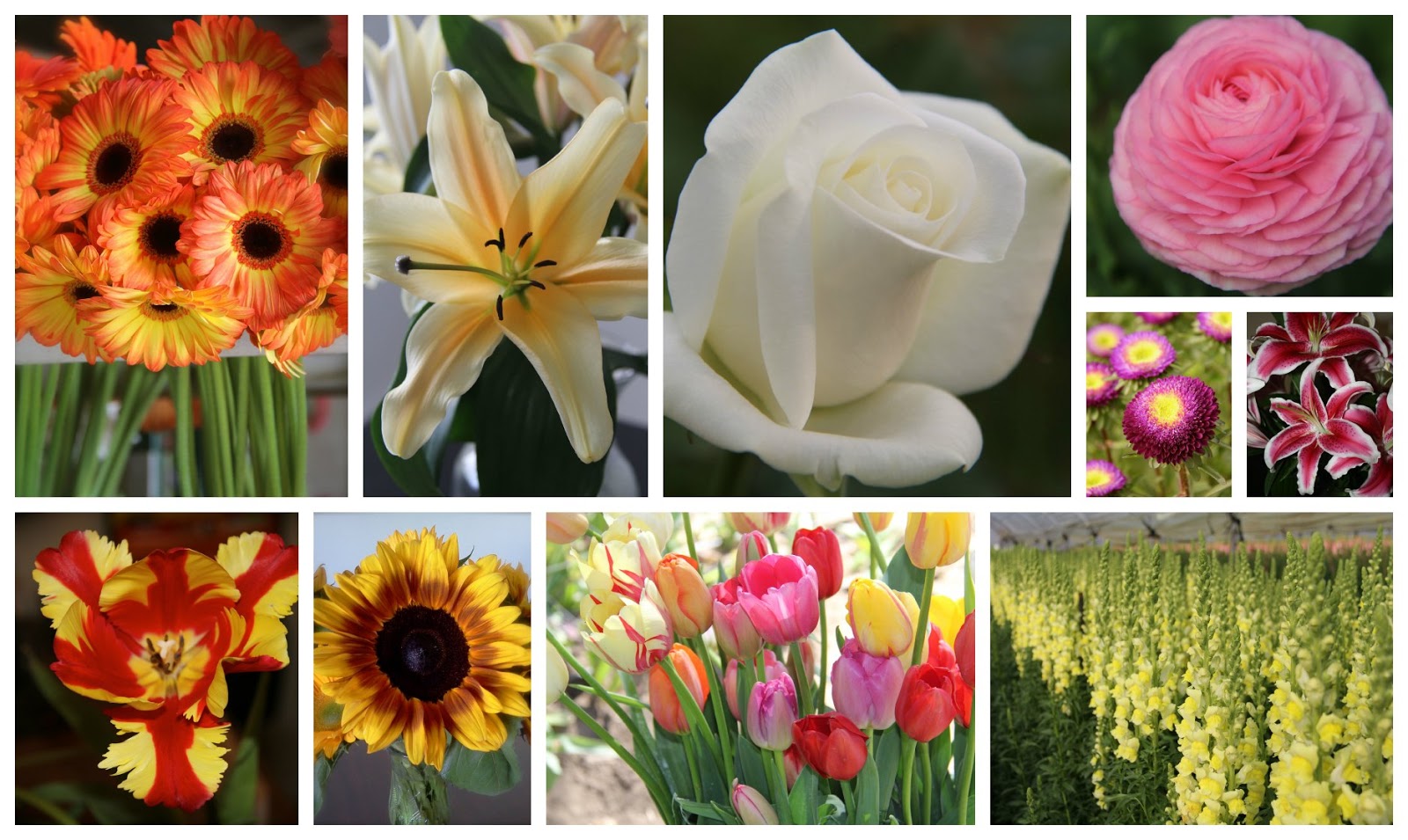 Skyline Flower Growers NORCAL features Skyline in its newsletter