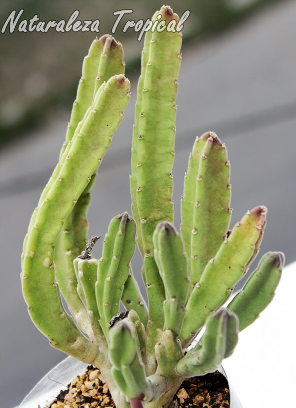 Vista de los tallos de la planta Stapelia leendertziae