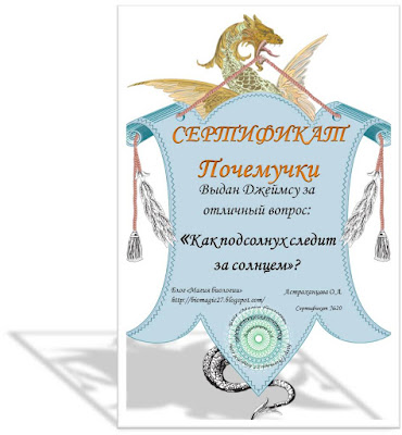kak-podsolnuh-sledit-za-solncem-magija-biologii kak-podsolnuh-sledit-za-solncem-magija-biologii