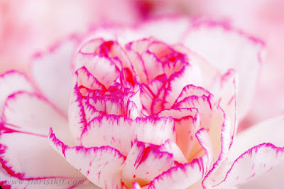 carnation flowers in India