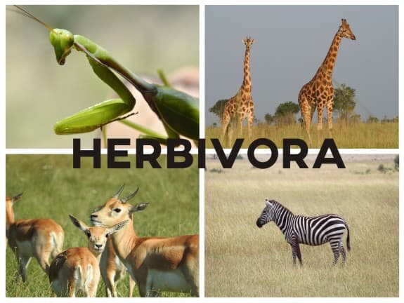 10 contoh hewan karnivora herbivora dan omnivora