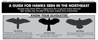 Guia de Siluetas para identificar Aves Rapaces de Norte América