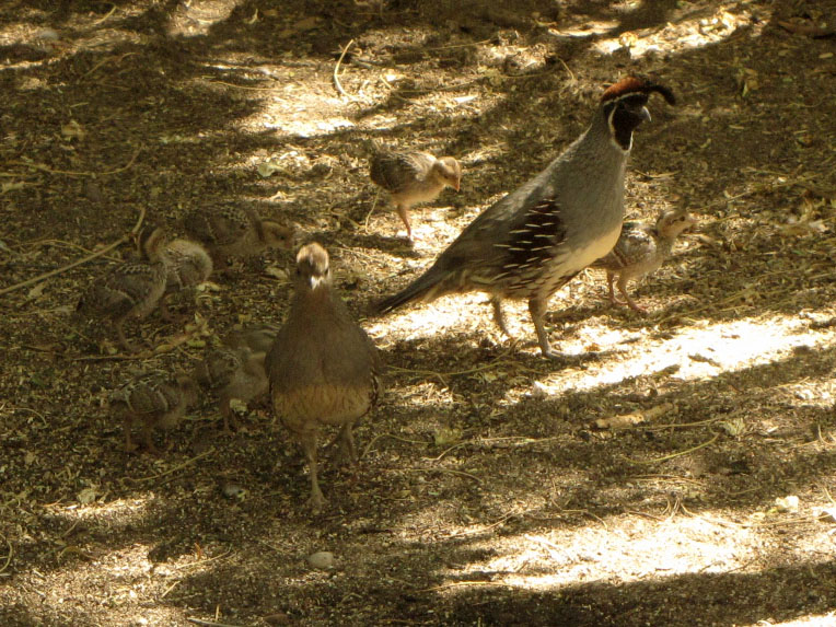 Desert Colors Quail Family