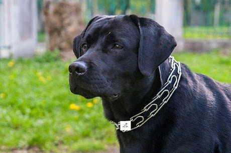  Labrador dog breed Temperament