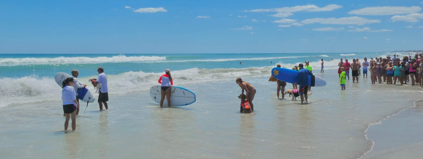 Galley Wench Tales Surfing Dogs of Cocoa Beach Our Wooly, Wacky